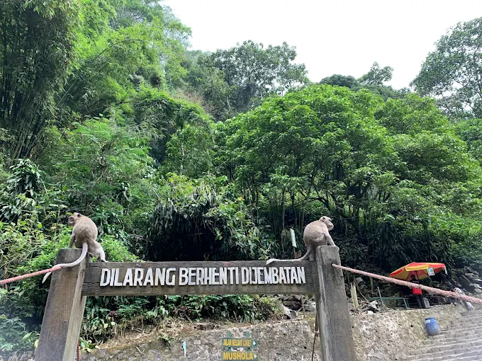 Kera ekor panjang yang duduk santai di atas jembatan