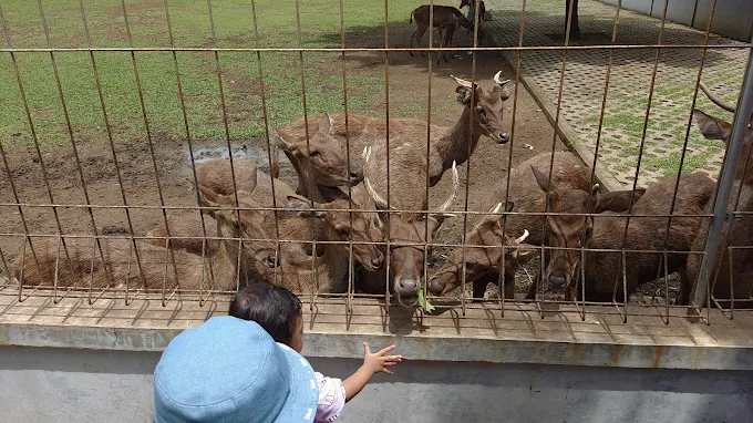 Bermain dengan rusa-rusa jinak yang ada di Taman Balekambang