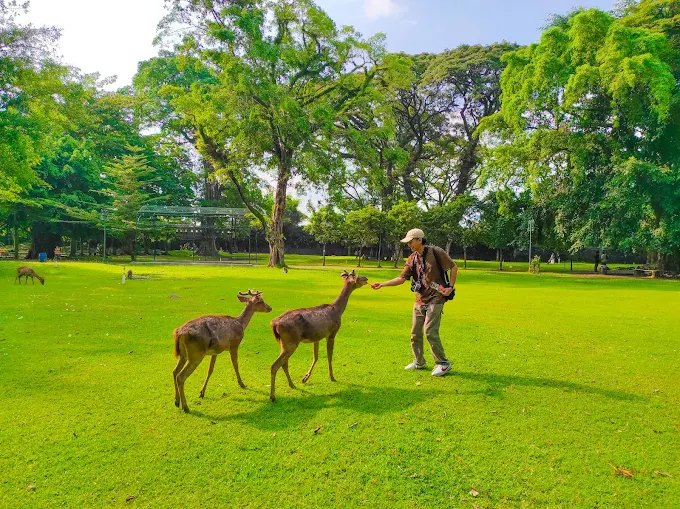 rusa-rusa liar di taman balekambang solo